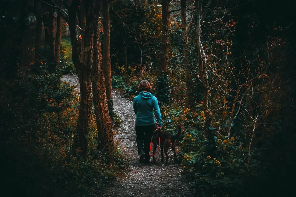 Spaziergang auf einem Waldweg im Herbst